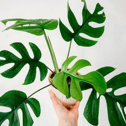 梦见报纸碎片