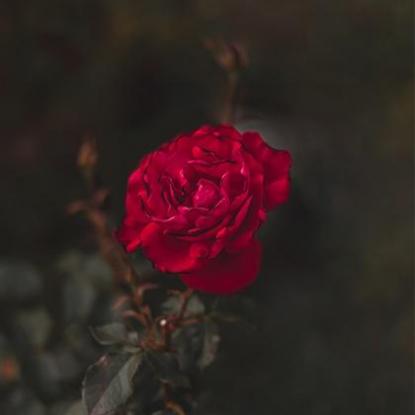 2023是属虎大桃花年