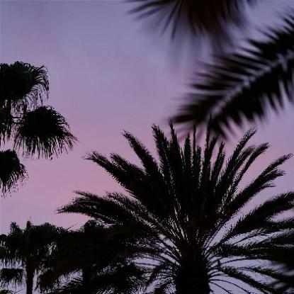 立花瑠莉的AV,梨花琉璃