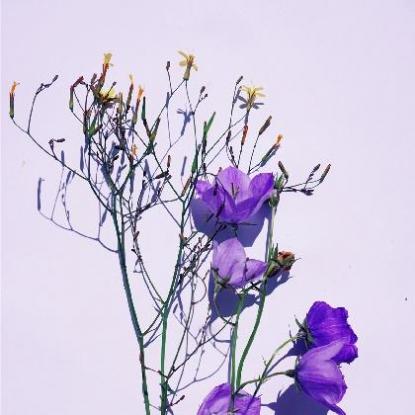 属虎和属龙的姻缘怎么样,属虎和龙的婚姻怎么样