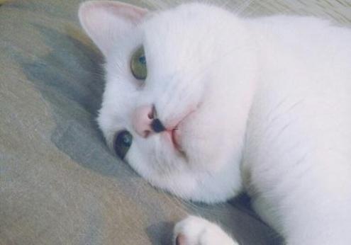本命年兔戴什么转运珠好运