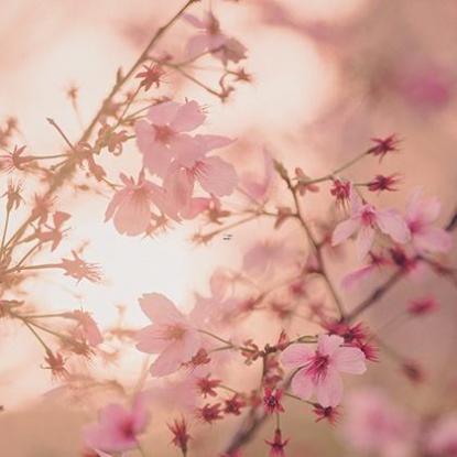女神仙姿飘逸才情冠群芳