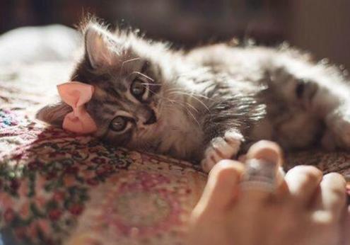 猪本命年佩戴虎好还是兔